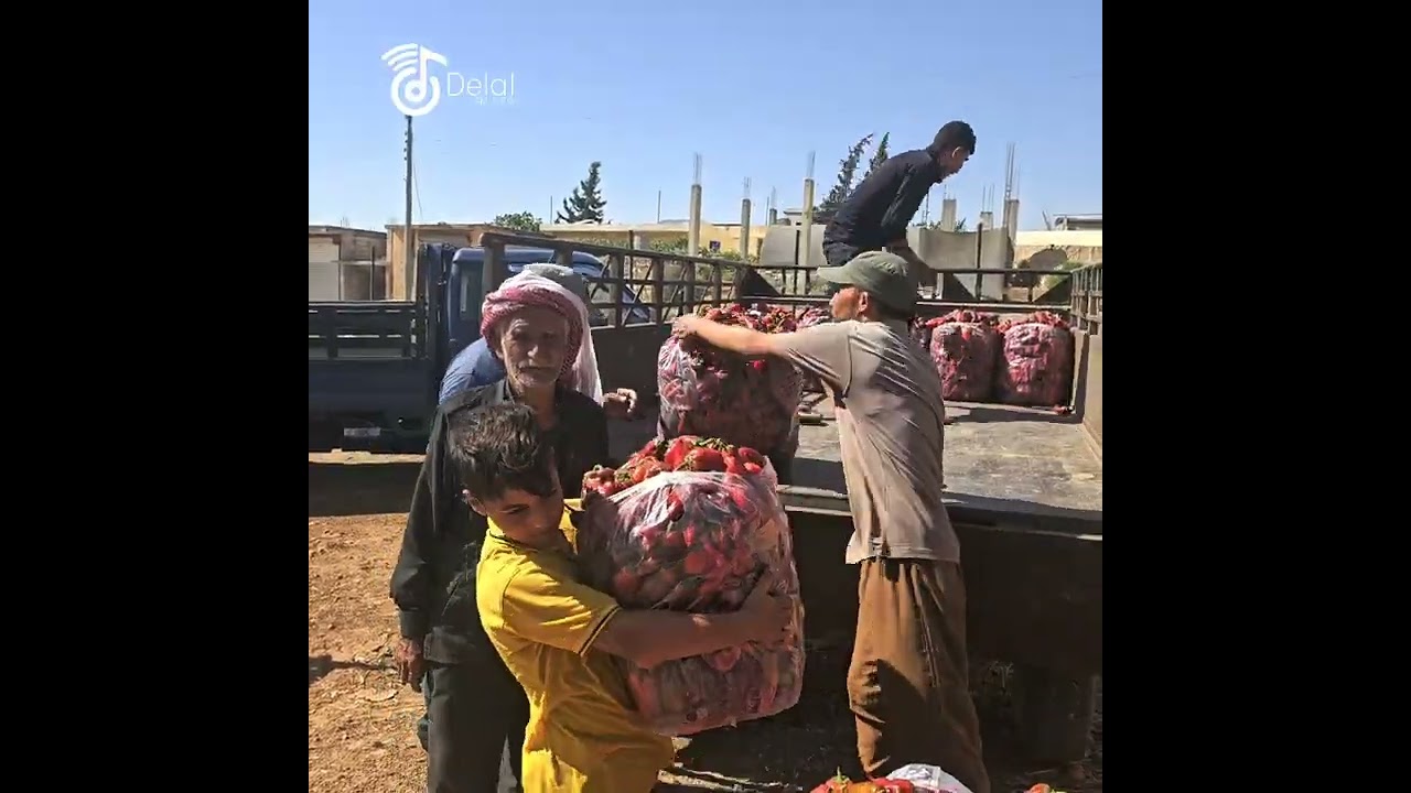 مزارعين عفرين قرية جلمة يفتتحو مزاد لبيع  الفلفل الأحمر