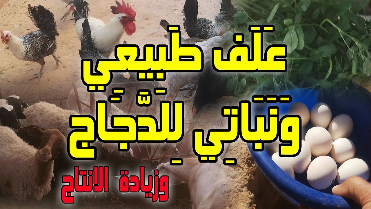 تربية الدجاج البياض و معلومات مهمة عن تقديم البرسيم (الفصة) للدجاج  لزيادة انتاج البيض