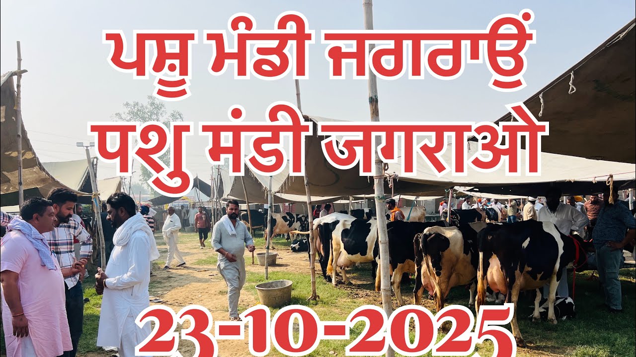 ਪਸ਼ੂ ਮੰਡੀ ਜਗਰਾਉਂ-पशु मंडी जगराओ-pushu mandi Jagraon 