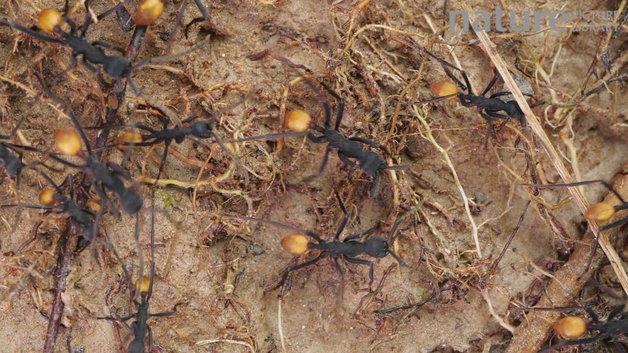Slow motion clip of Army ants on the rainforest floor, Orellana Province, Ecuador.