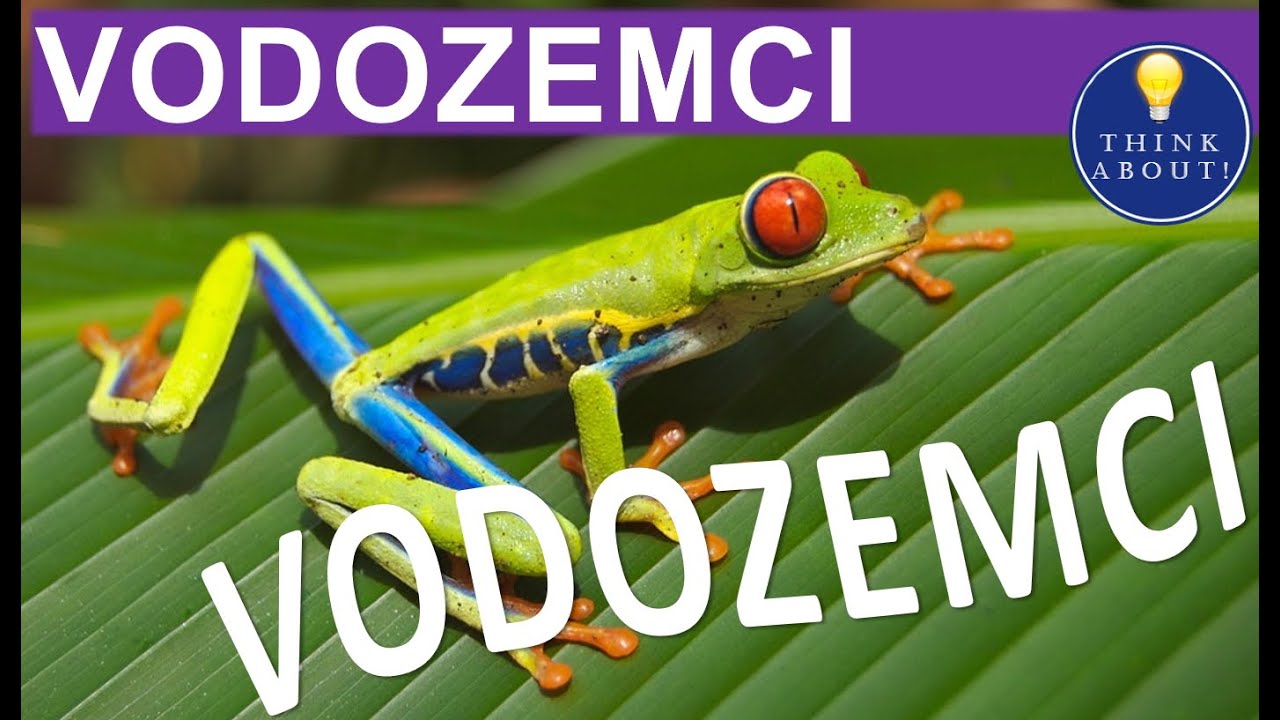 💡 26. VODOZEMCI - pitanja za učenje i ponavljanje, 7. razred 💡