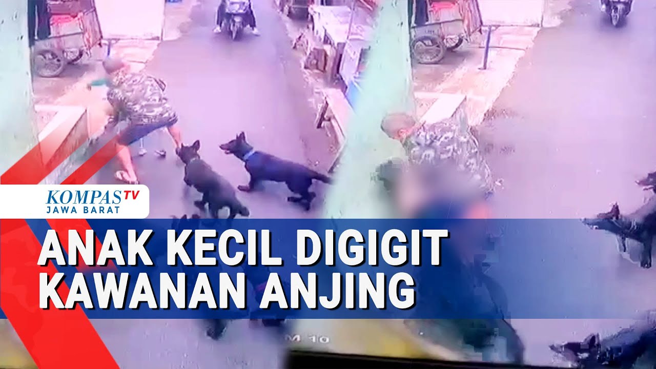 Ganas! 5 Ekor Anjing Serang Bocah di Bandung Terekam CCTV