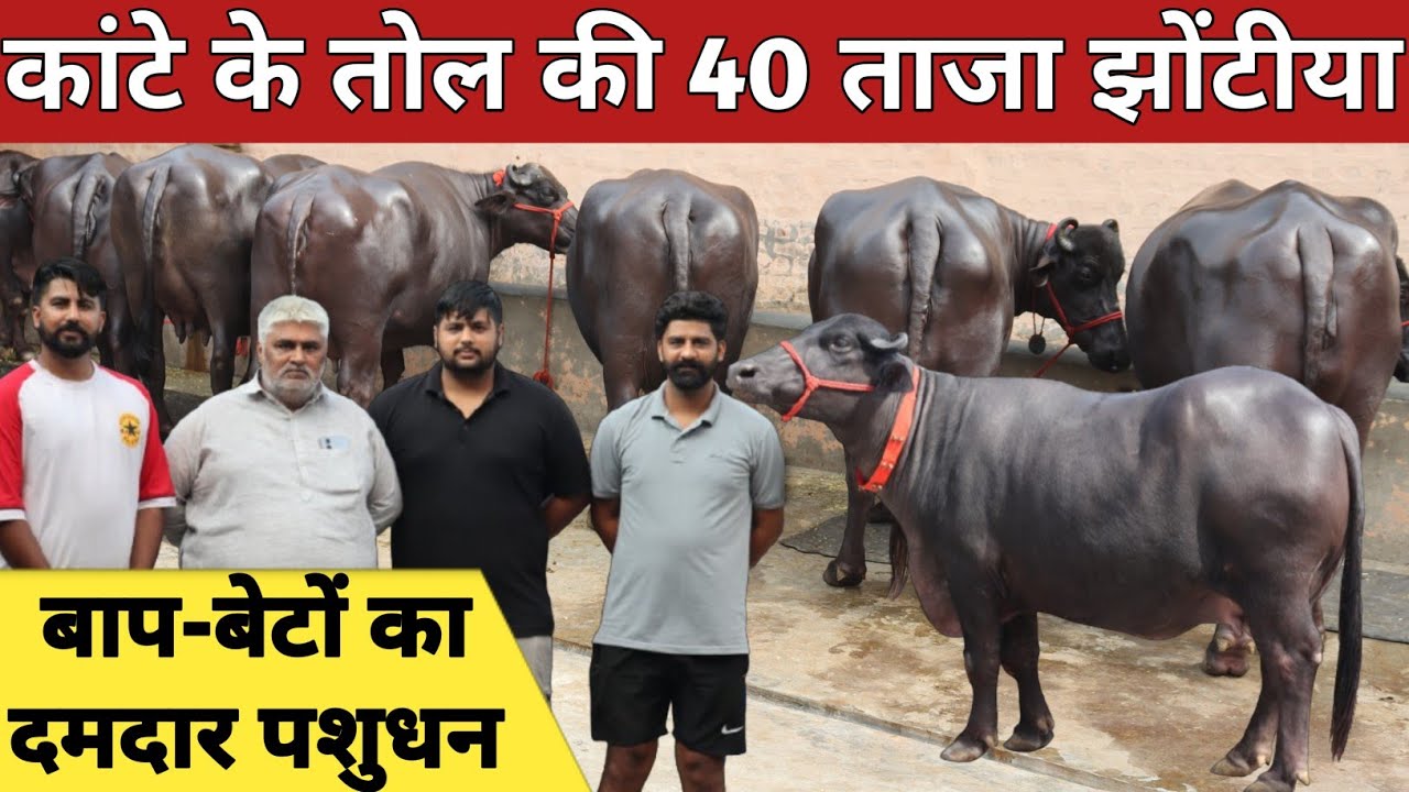 15 से 20 किलो की 40 झोटिया, एक ही जगह बिक्री के लिए उपलब्ध || Pandit Dairy Farm Karnal (9992010973)