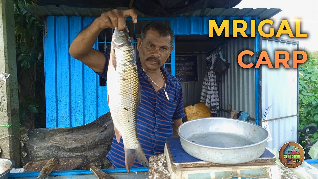 Satisfying Mrigal Carp Fish Cutting | Sri Lanka