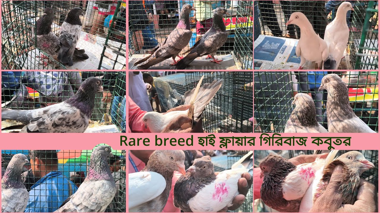 2025 Rare breed high flyer giribaz pigeon seller ।  Galiff Street Pigeon Market
