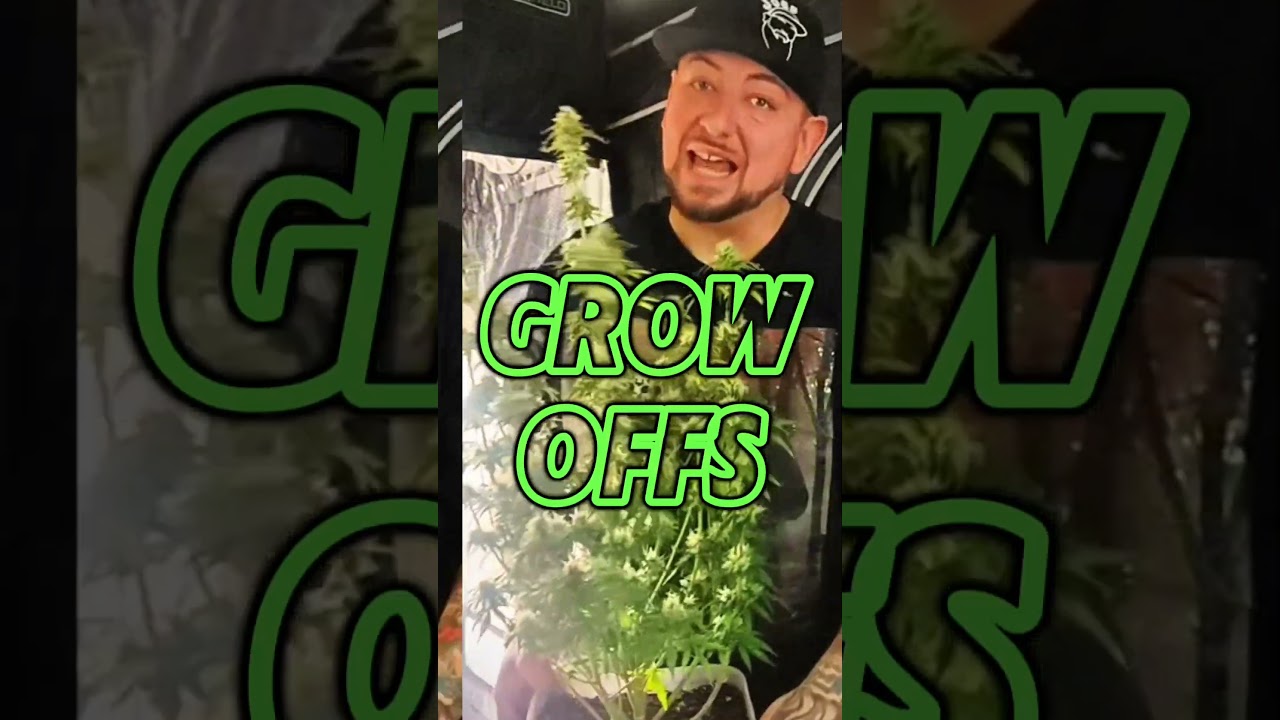 Learn How To Grow Organic Cannabis Made Easy With Tips and Tricks To Grow Like A Pro