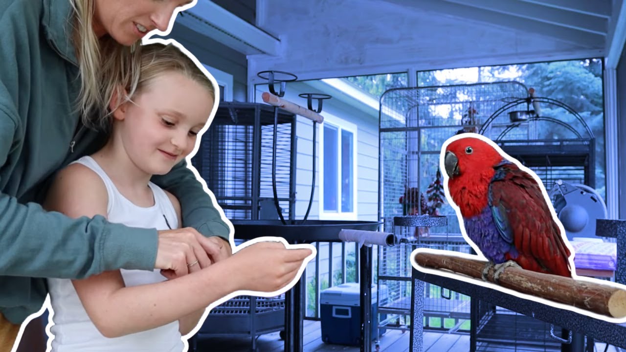 Implementing NEW People and Distractions with Fennel the Eclectus