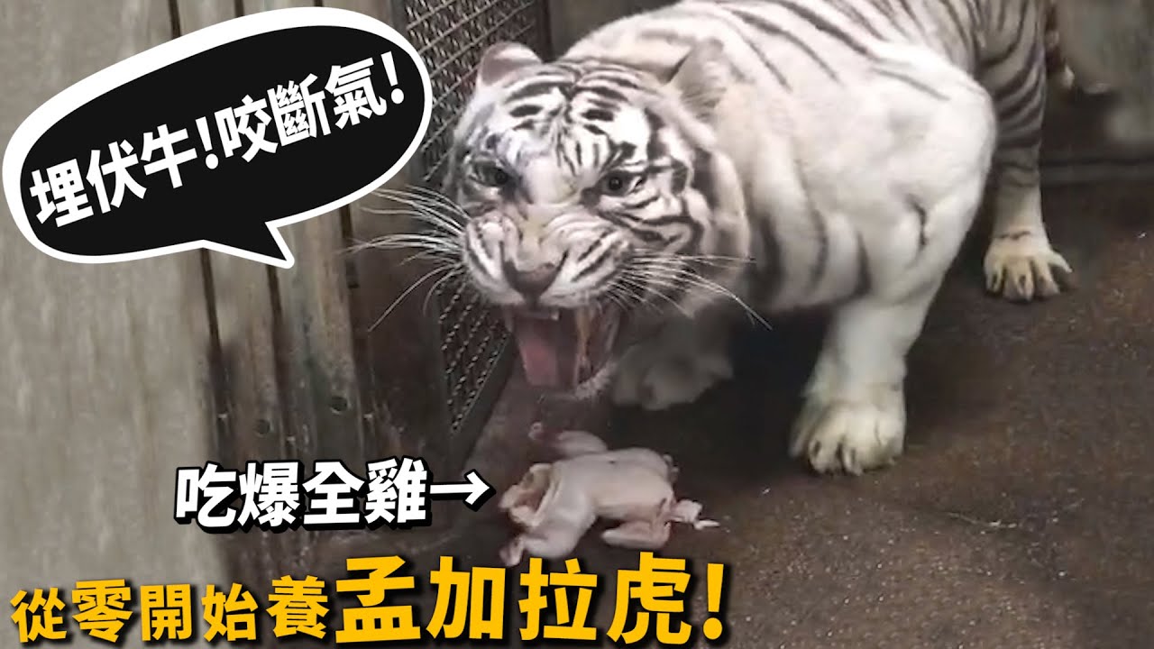 【從零開始養】孟加拉虎!白老虎!埋伏牛咬斷氣!吃爆全雞!虎尿可以往上噴!【許伯簡芝】Bengal Tiger