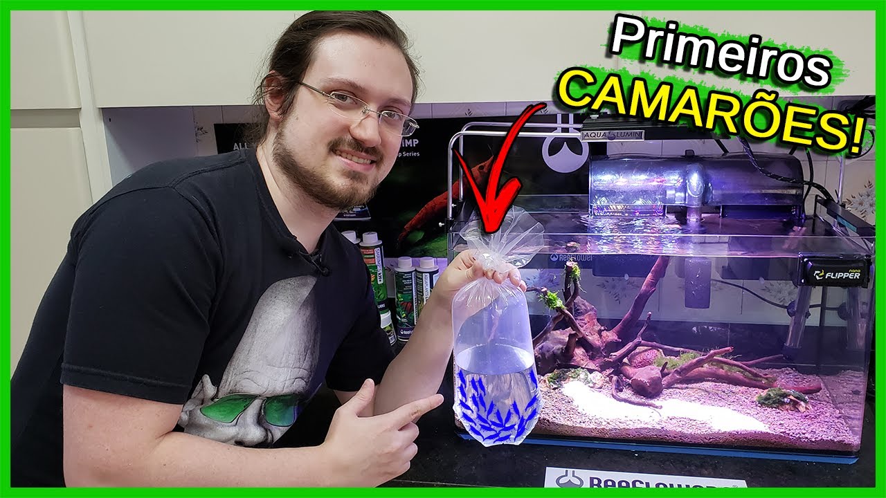 Coloquei os Primeiros CAMARÕES no Aquário Comunitário!