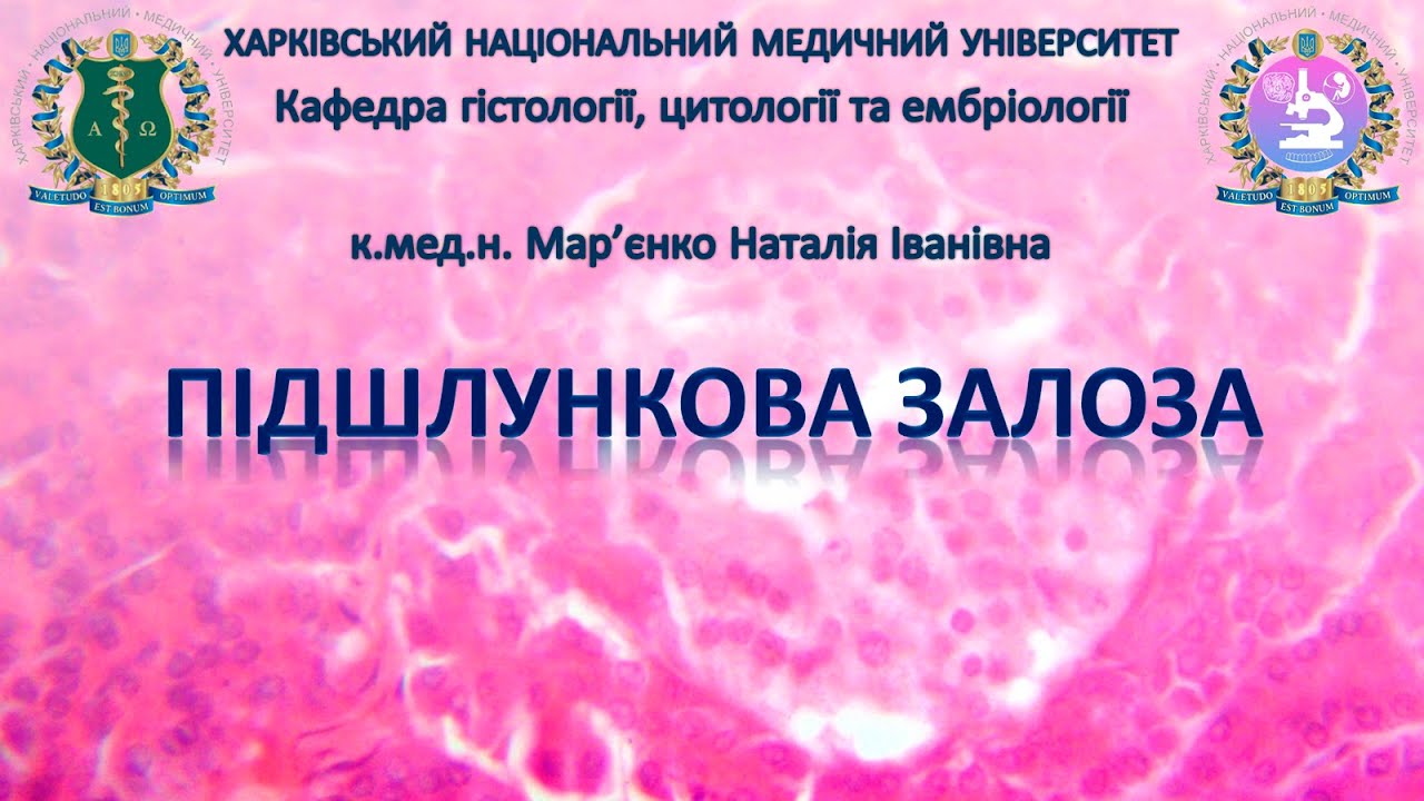 Підшлункова залоза. Гістологія
