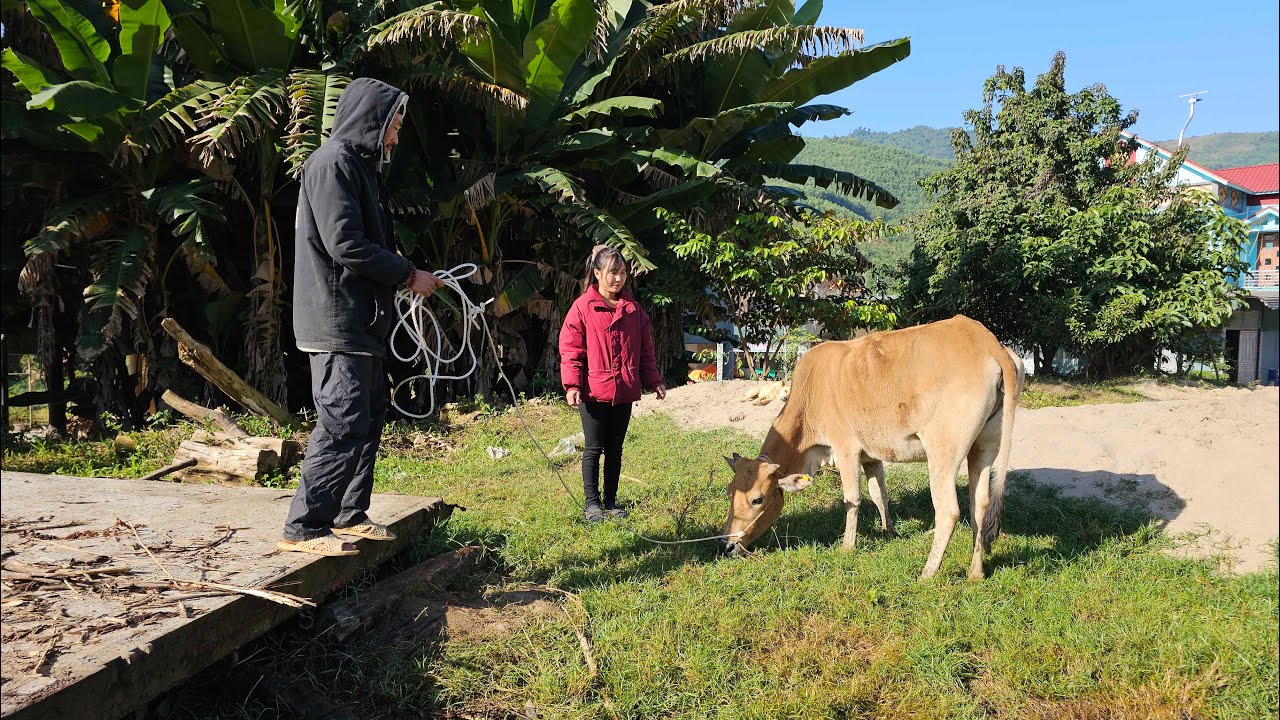 FULL VIDEO: My entire process of buying cows and building barns from start to finish.