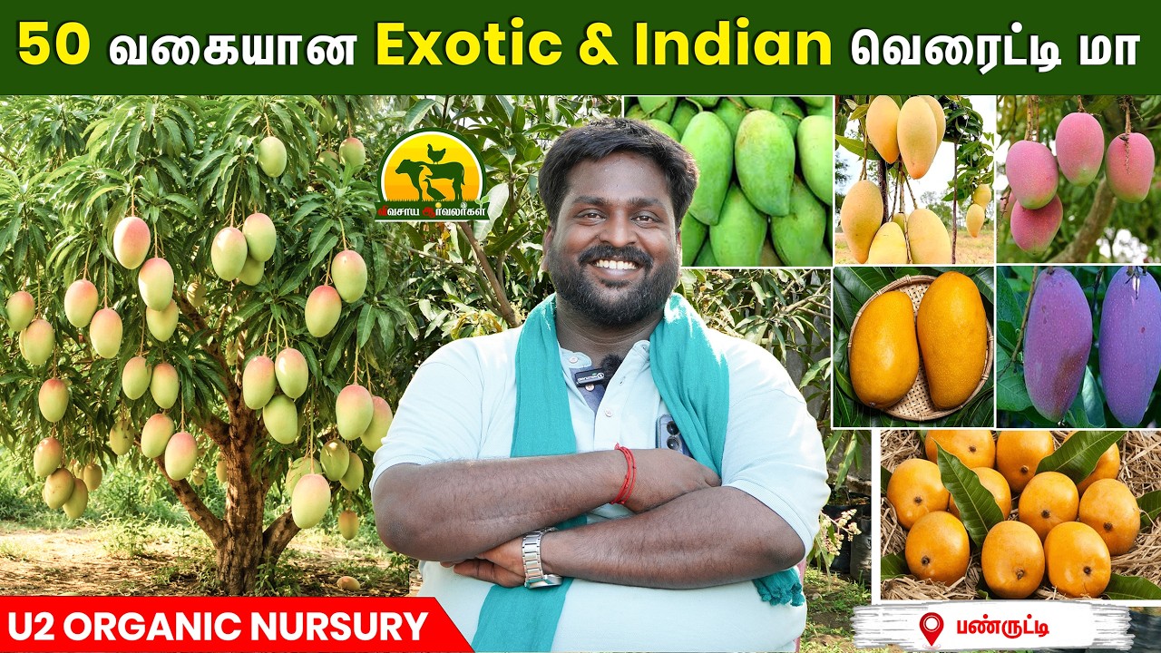 50 வகையான மாமரம் ஒரே இடத்தில் 😲 | Exotic + Indian Mango Plants Price | Mango Farm Tour #mango