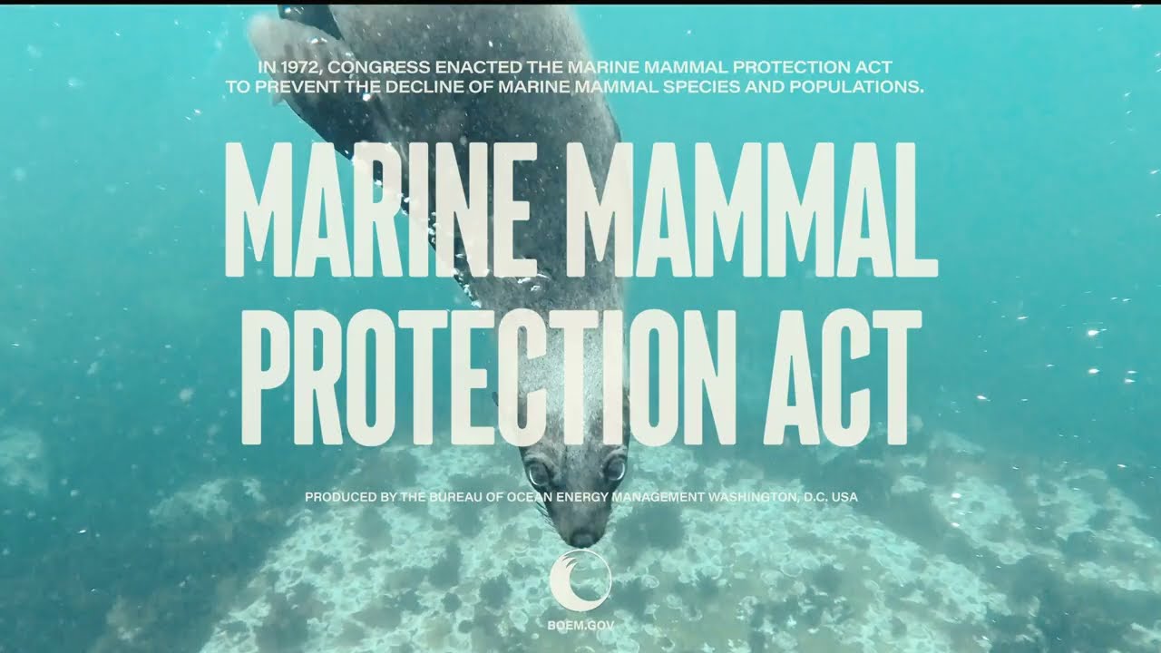Celebrating the 50th anniversary of the Marine Mammal Protection Act 10_23_23
