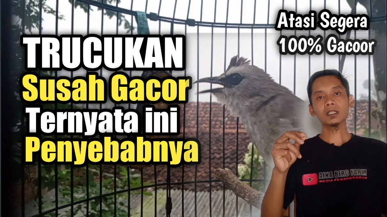 Cara menggacorkan TRUCUKAN yang tak kunjung gacoorr