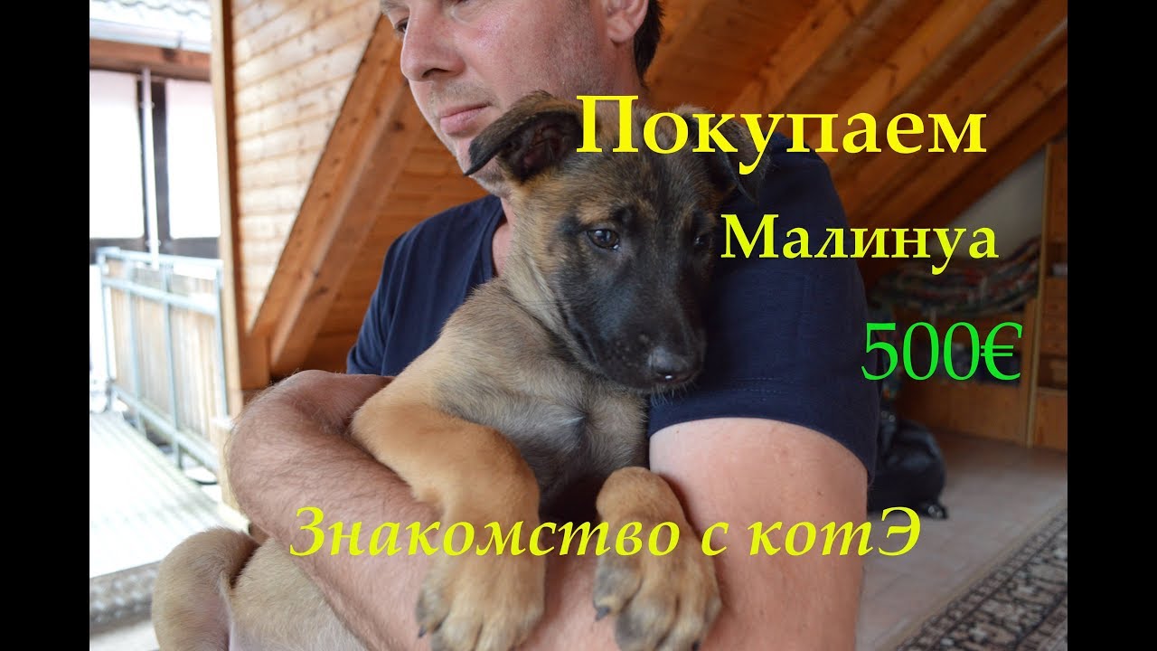 Бельгийская овчарка Малинуа за 500€ из германии , знакомство с котом