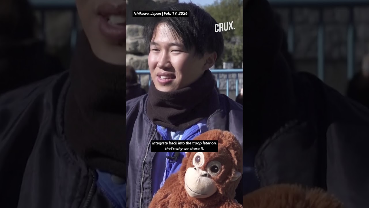 Abandoned 'Punch' Finally Accepted By Other Macaques At Japan Zoo