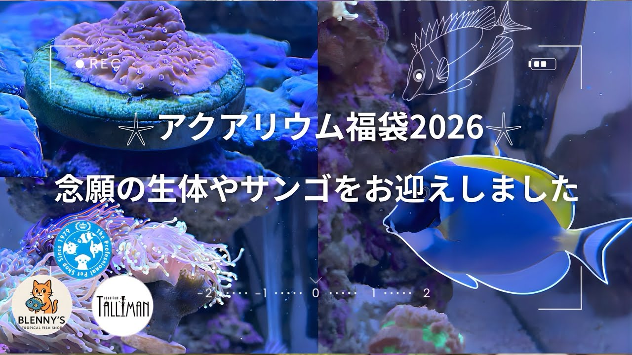 【海水魚福袋2026】念願の生体やサンゴをお迎えしました𓇼さらなるステップアップも…