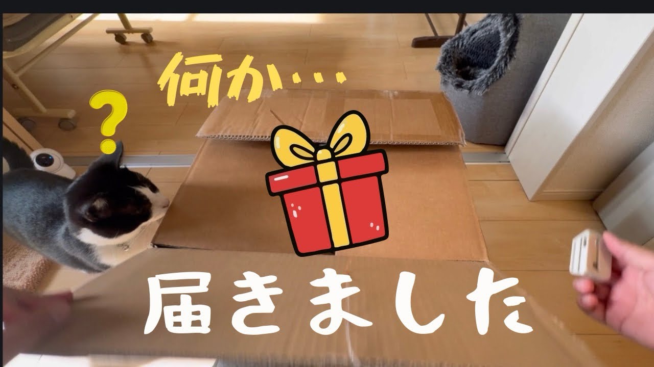 おさむちゃん興味津々！なにか届きました～