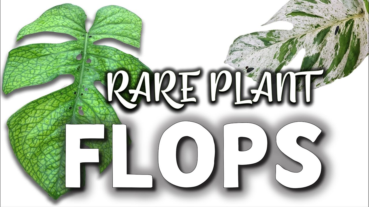 Rare Plants that FLOPPED | Houseplants that never caught on