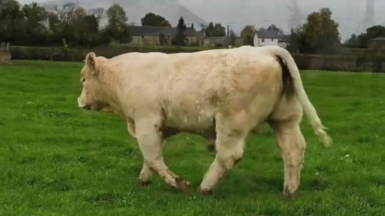 3 ACAJOU Vente de Moulins Engilbert Comité des Foires et Concours