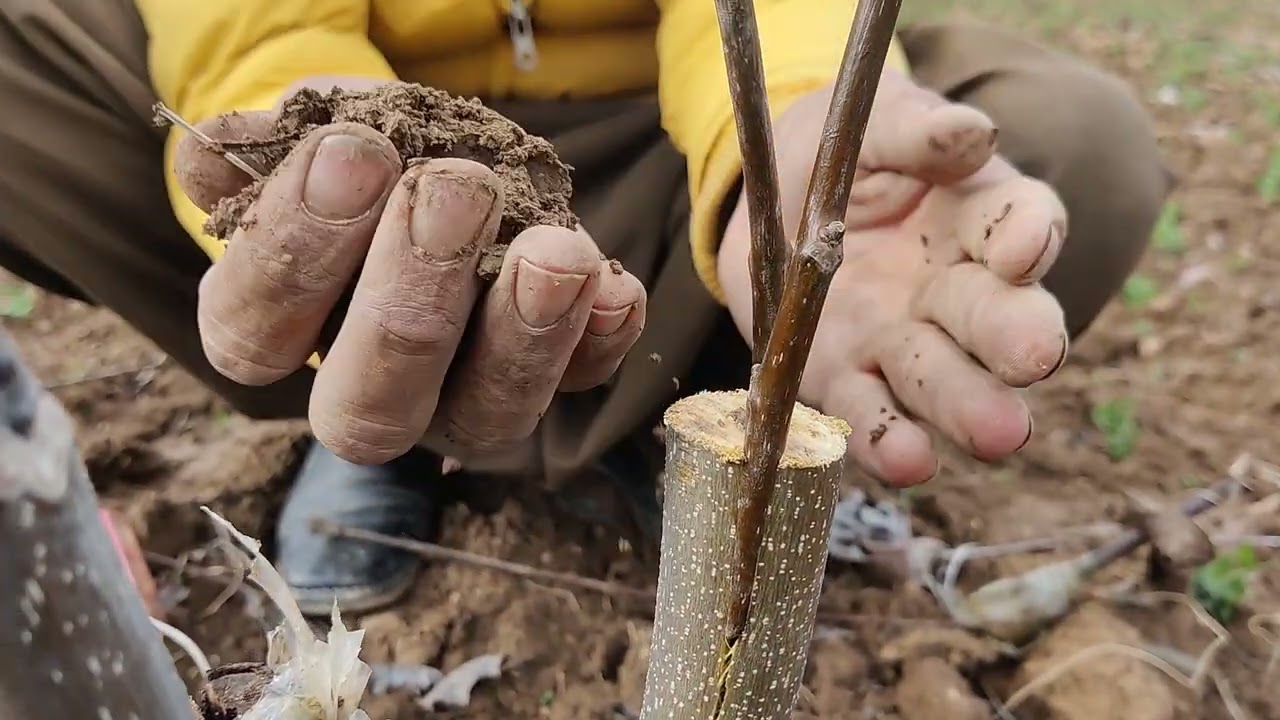 How to Grafting walnut tree | complete method of Grafting