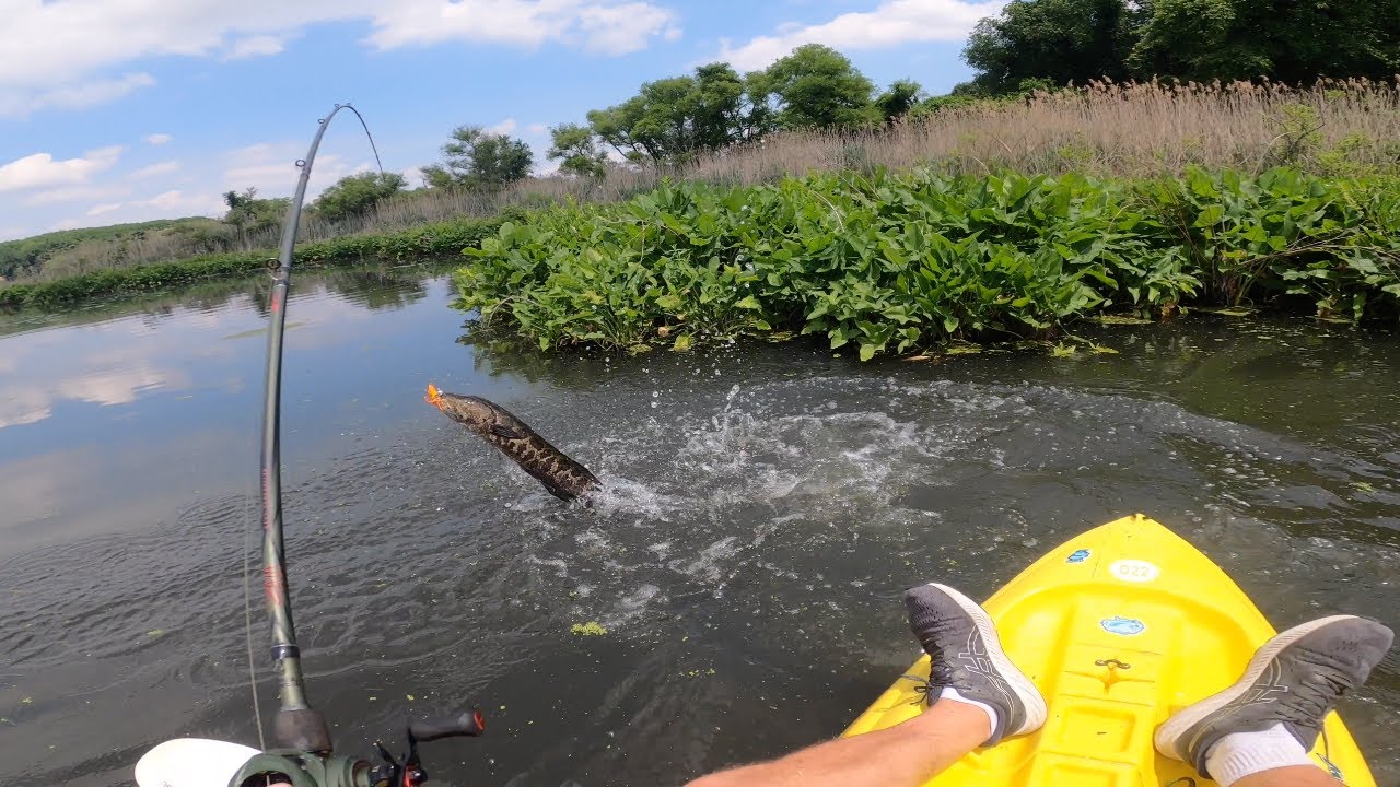 Tracking Down MONSTER SNAKEHEADS in Delaware Swamps!