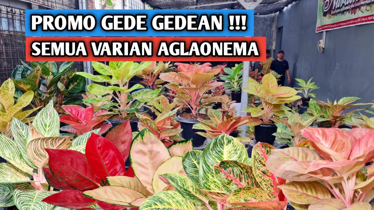 Promo gede-gedean semua varian aglaonema !!!