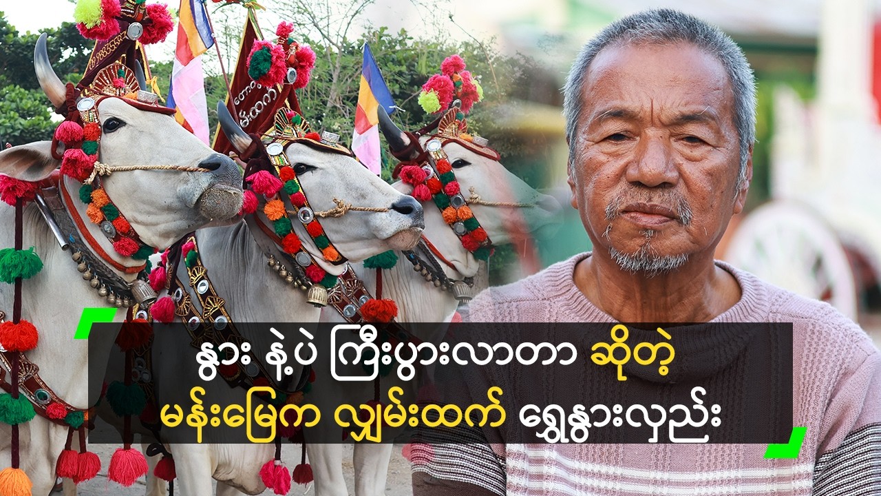နွား နဲ့ပဲ ကြီးပွားလာတာဆိုတဲ့ မန်းမြေက လျှမ်းထက် ရွှေနွားလှည်း