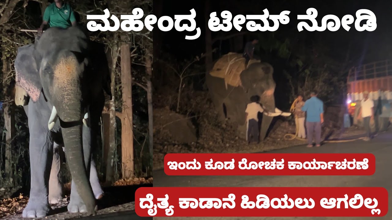 ಲೈವ್ ಇಂದು ಮಹೇಂದ್ರ ಆನೆ ಟೀಮ್ ಕಾಡಾನೆ ಕಾರ್ಯಾಚರಣೆ ನೋಡಿ | Mahendra Bhima Team elephants