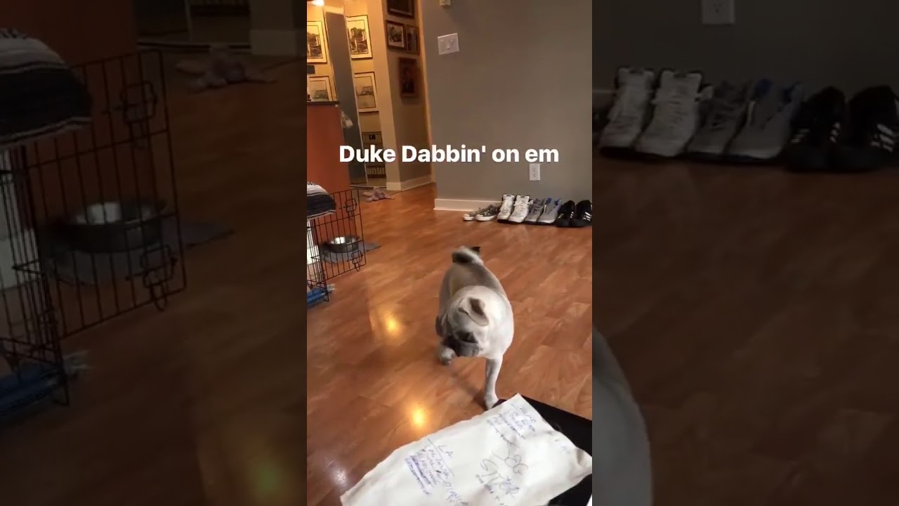 Dog DABS??!