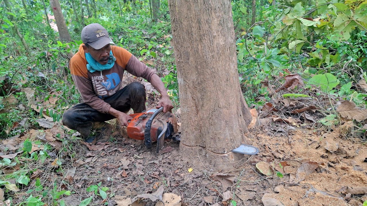 lokasi sangat nyaman tebang potong kayu superan