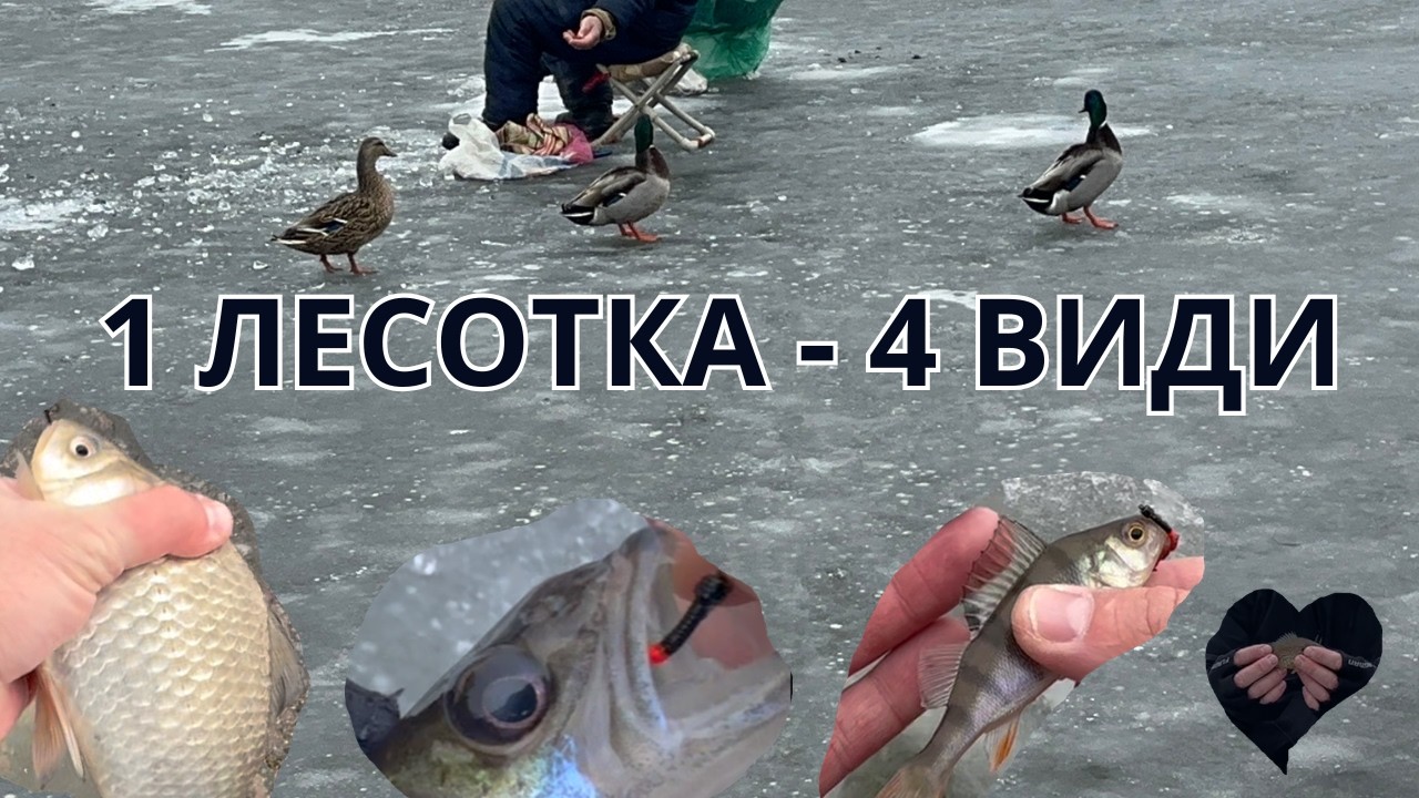 4 види риби за годину! Лесотка взимку творить