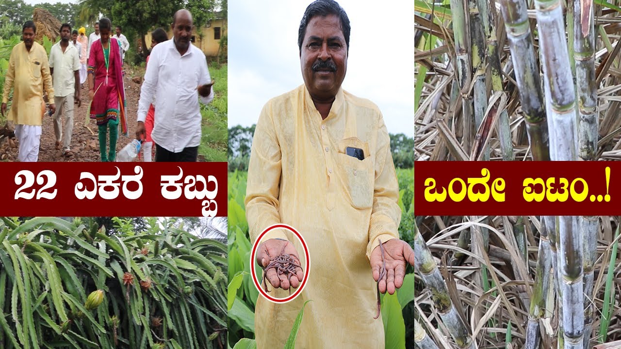 Bumper yield in sugarcane, special item effect..! 22 ಎಕರೆಯಲ್ಲಿ ಭರ್ಜರಿ ಕಬ್ಬು, ಕೊಟ್ಟಿದ್ದು ಒಂದೇ ಐಟಂ.!