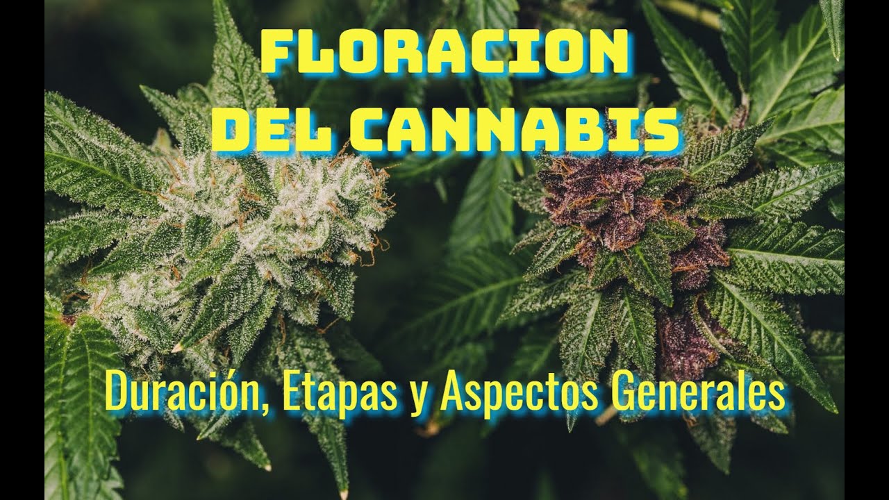 FLORACION del CANNABIS -Duraci&oacute;n, Etapas y Aspectos generales-🌿