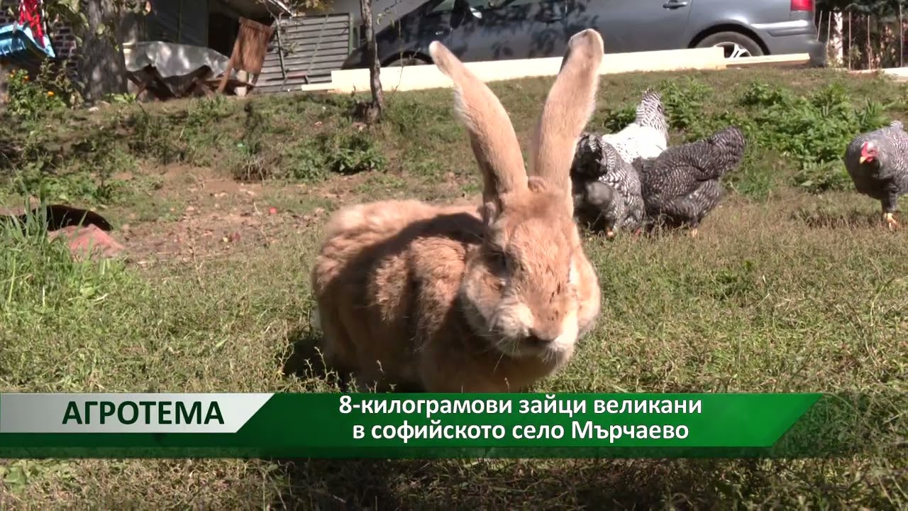 Агротема: Да отглеждаш зайци великани за хоби