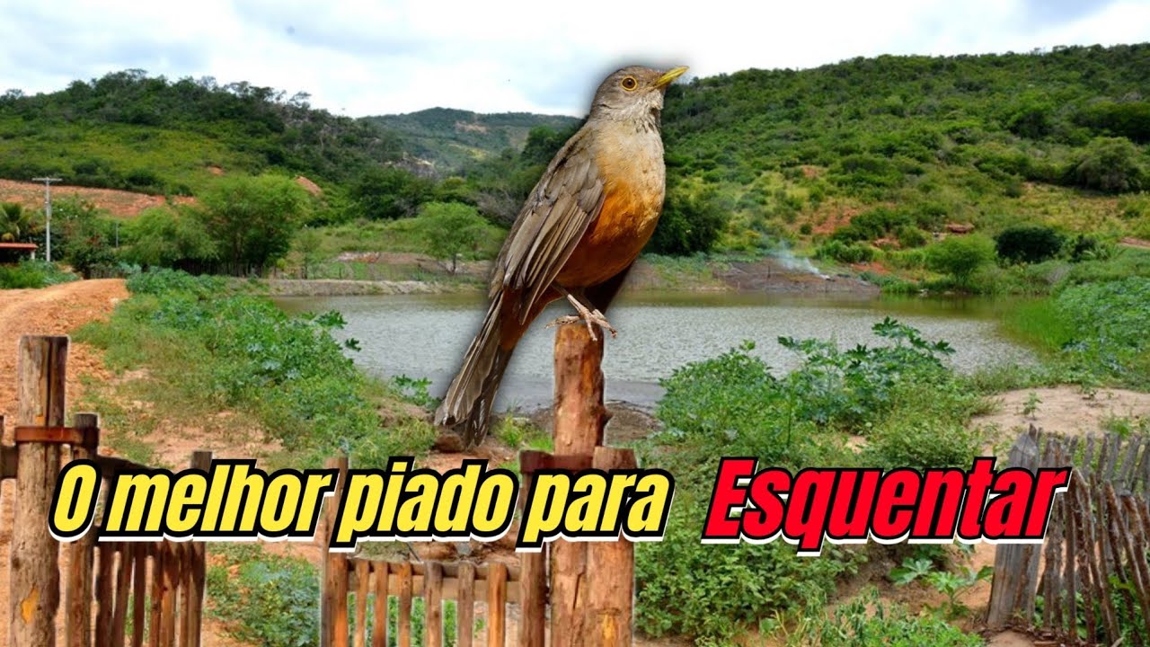 Fêmea de sabiá - laranjeira chamando e macheando para esquentar o macho melhor piado para esquentar
