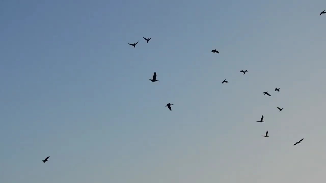 2026.1月10日 晴天  基隆河鸕鶿