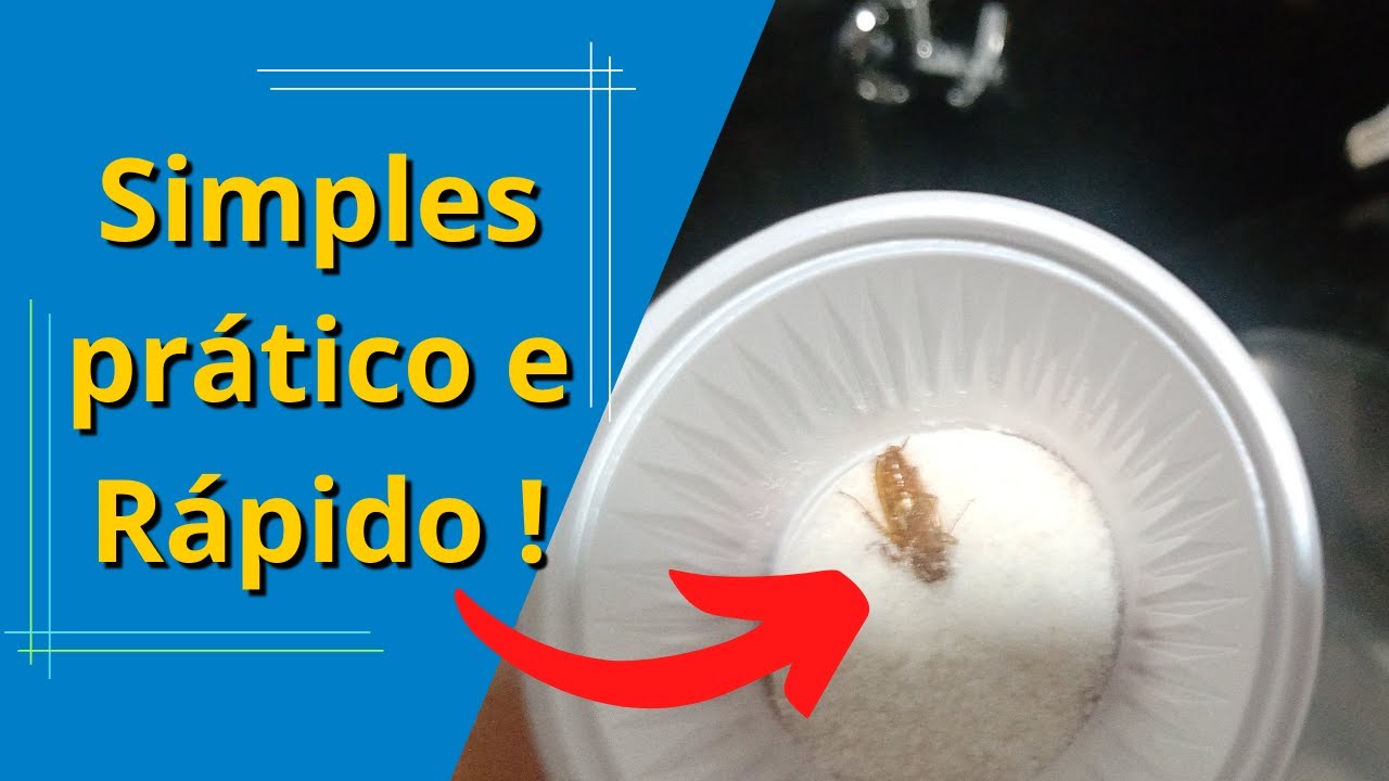 Barata francesinha como eliminar de vez com uma solução muito simples !#baratas #inseto