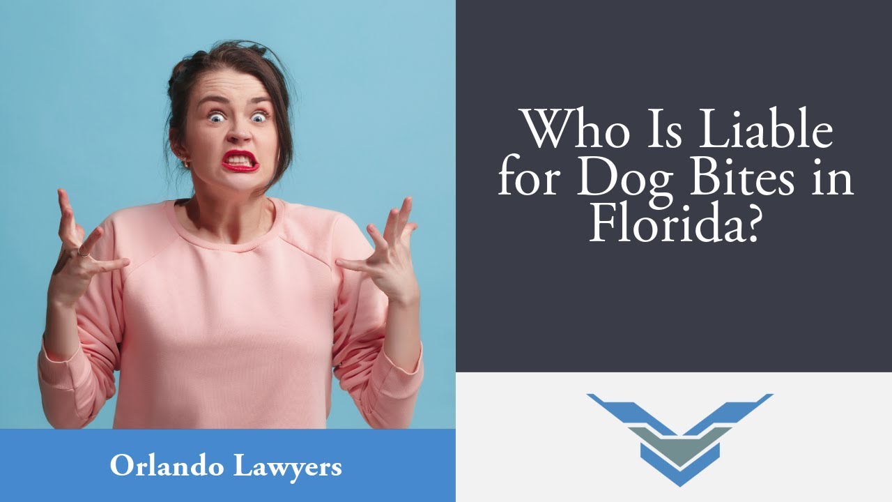 Who Is Liable for Dog Bites in Florida? | Contact Our Orlando Attorneys Today!