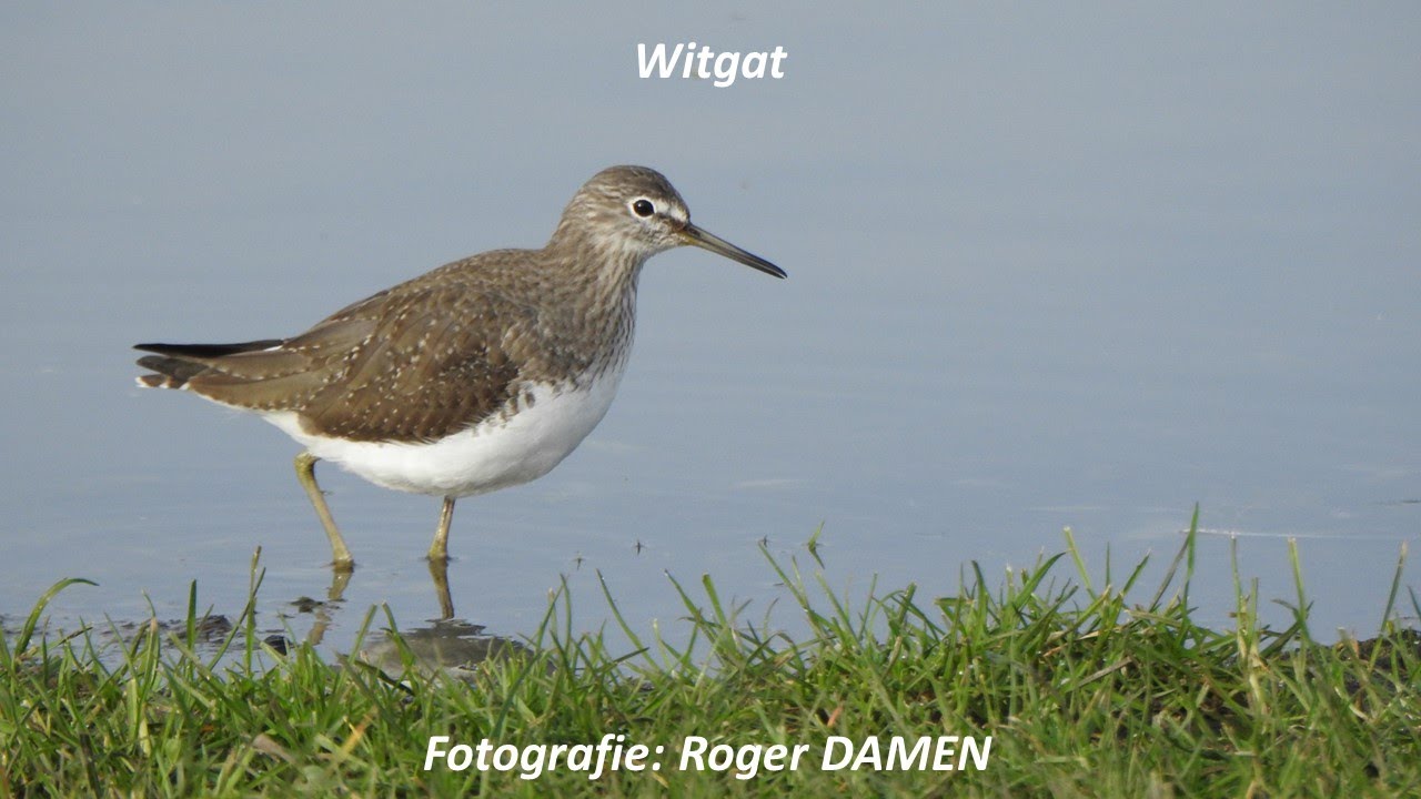 Witgat