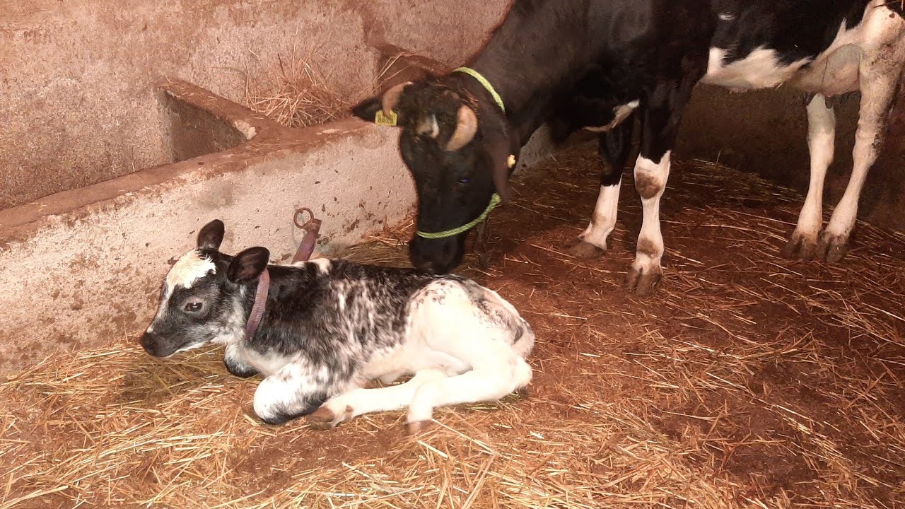 مشاء الله تبارك الله بشار الخير اليوم ولدة البقيرة 🐂🐂 و بحليبها درنا لبى لذيذ