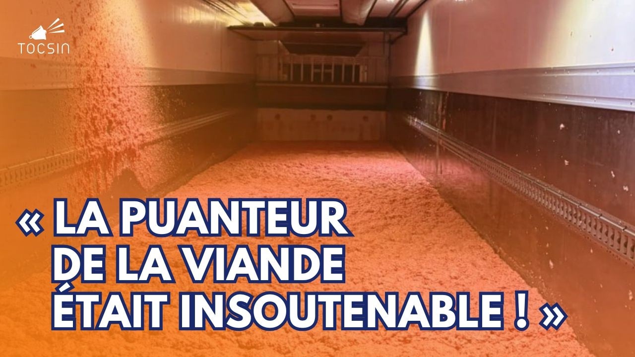 Les agriculteurs sous le choc : de la viande sans norme d'hygiène ni traçabilité