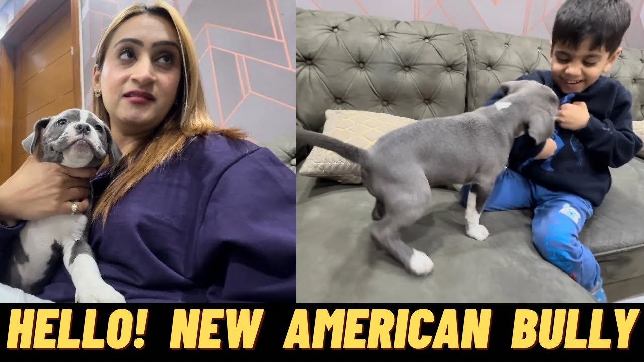 Hello!!! New American Bully Puppy Is Here 🏠 