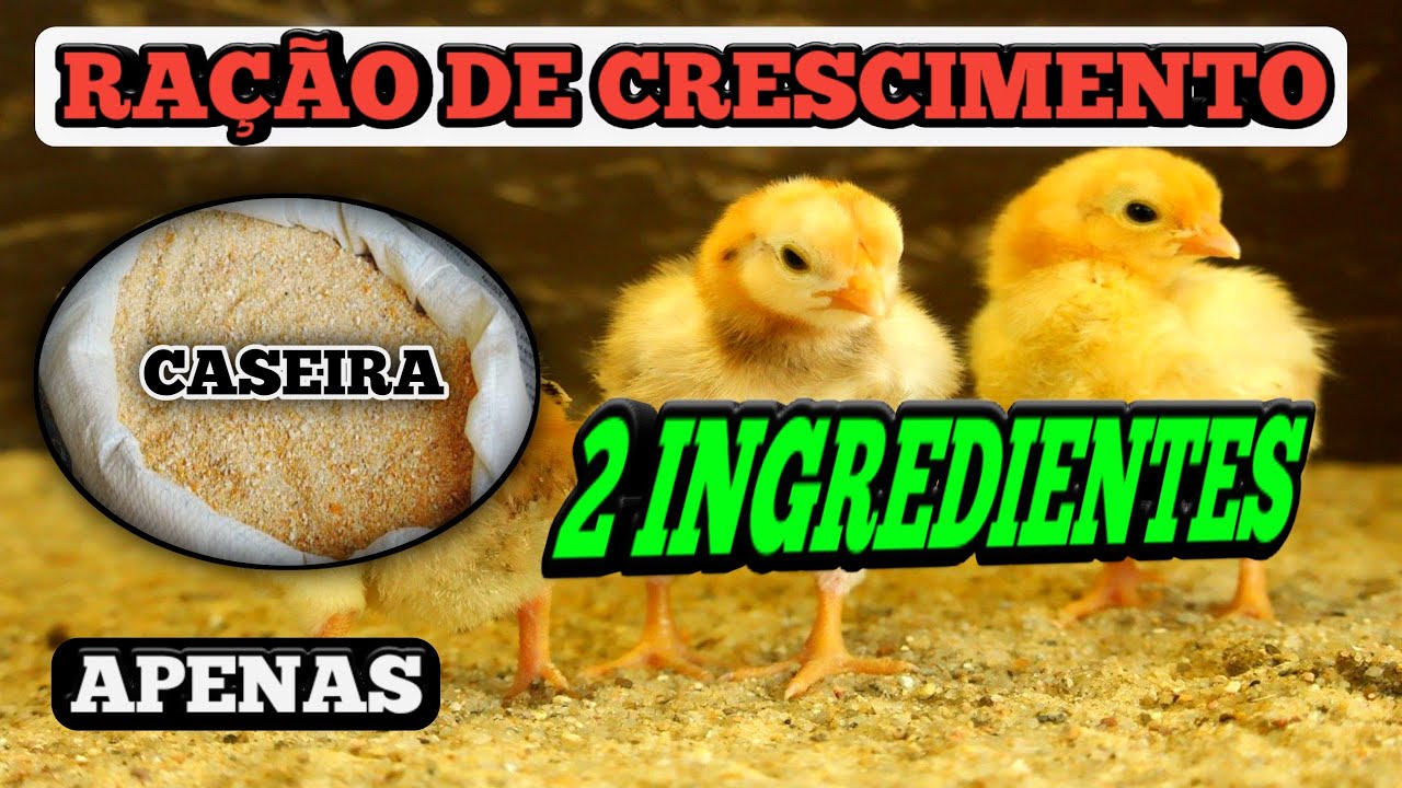 COMO fazer *RAÇÃO de CRESCIMENTO* BARATA para PINTINHO||ração CASEIRA para CRESCER rápido