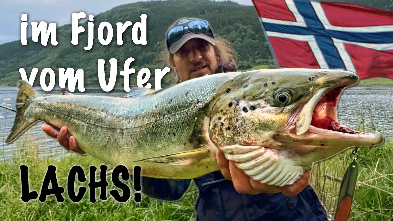 LACHS vom Ufer im Fjord! Angeln in Norwegen!