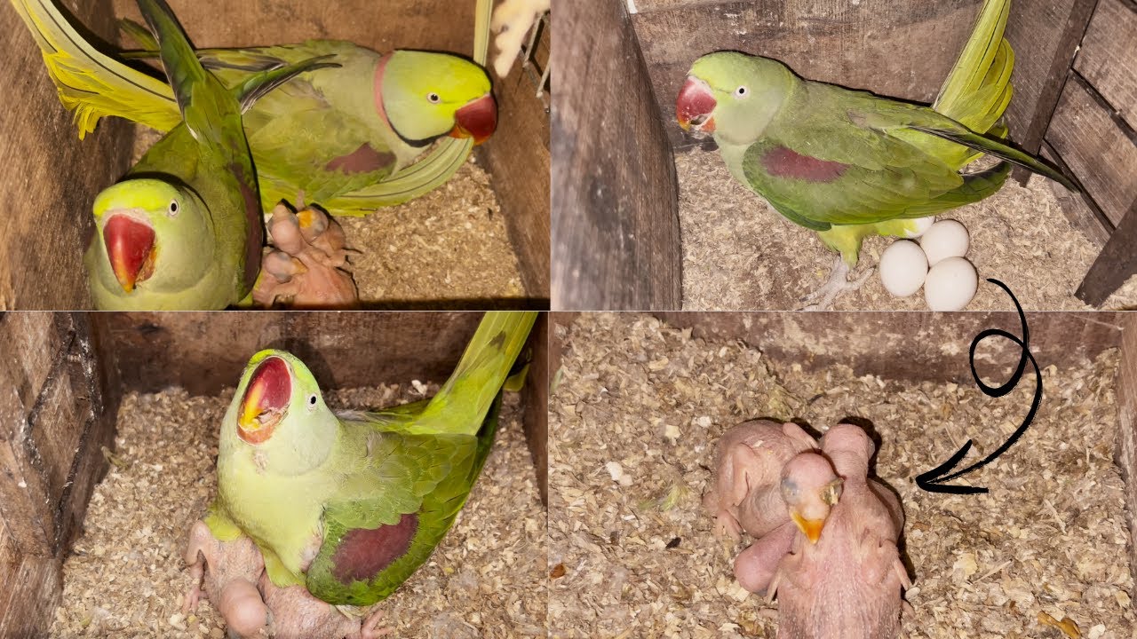 Raw parrots new Breeding | Complete Guide