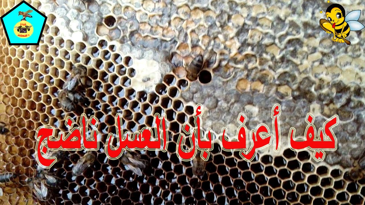 كيف تعرف بأن العسل ناضج أو غير ناضج