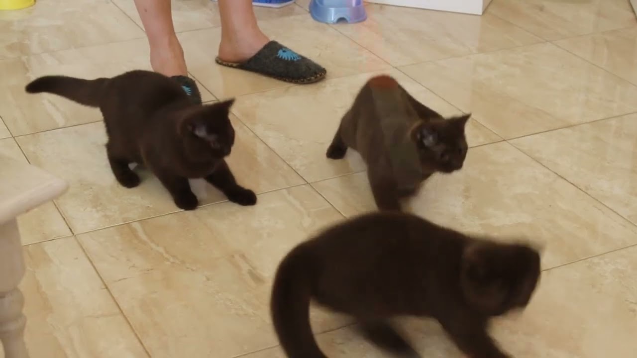 cattery of british cats 