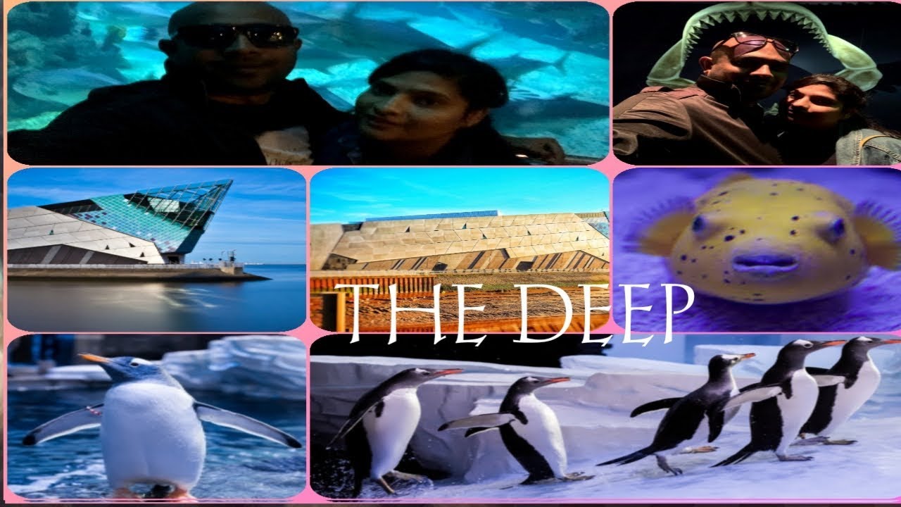 THE DEEP | Hull the deep | Aquarium Hull(UK) | Penguins in the deep Hull city England