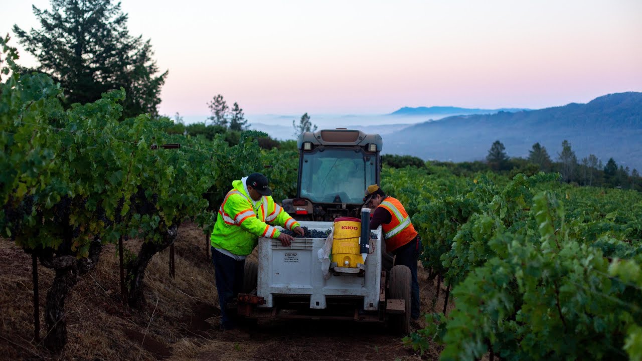Cabernet Harvest Morning, From 52 Year Old Vines to the Winery | 2021 Wine Harvest Diary